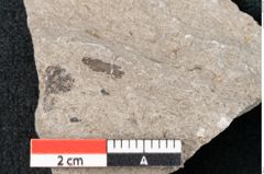 Foto (Detailansicht) von Plantae indet.  (NHMW-GEO-2024-0188-6690)